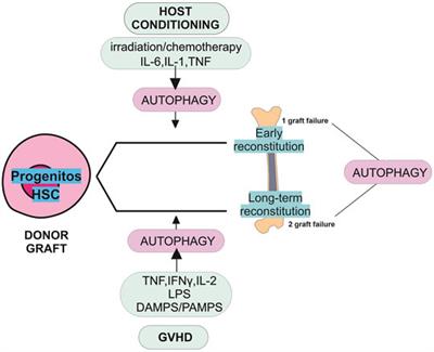An Overview of Autophagy in Hematopoietic Stem Cell Transplantation